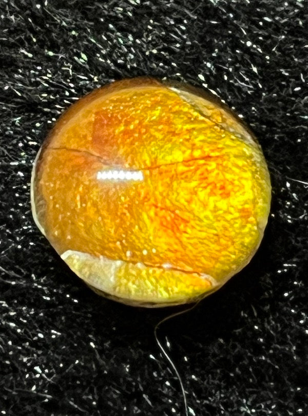 Ammolite Cabs, 10mm round, quality with lots of fire