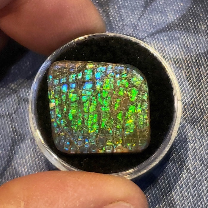 Ammolite Cab, freeform, 27x20mm, brilliant green with a bit of blue