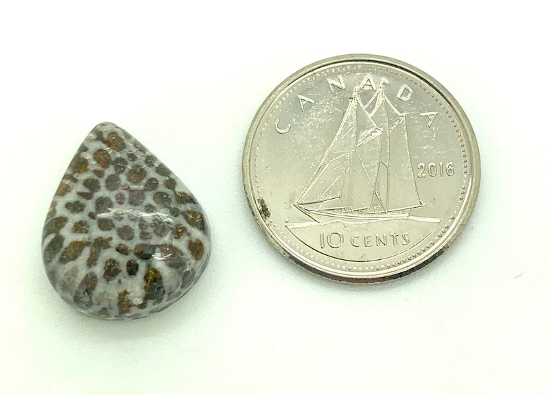 Fossilized Coral Cabochon, black and white