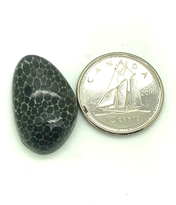 Fossilized Coral Cabochon, black and white