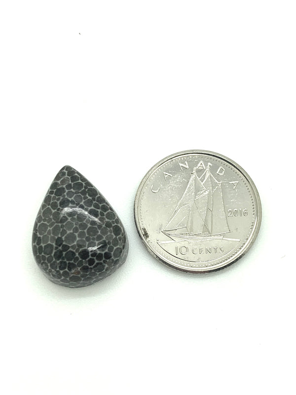 Fossilized Coral Cabochon, black and white