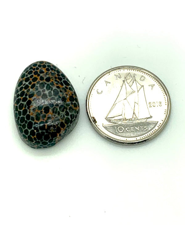 Fossilized Coral Cabochon, black and white