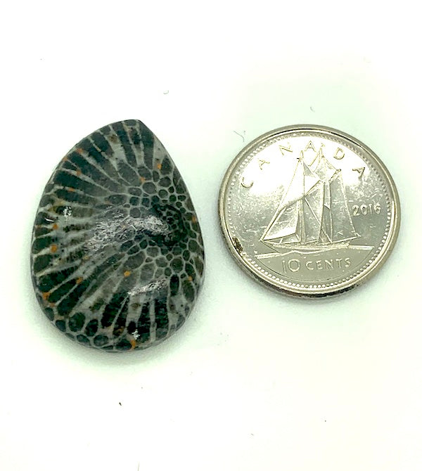 Fossilized Coral Cabochon, black and white