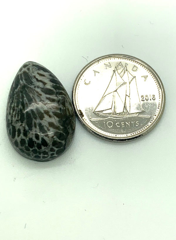 Fossilized Coral Cabochon, black and white